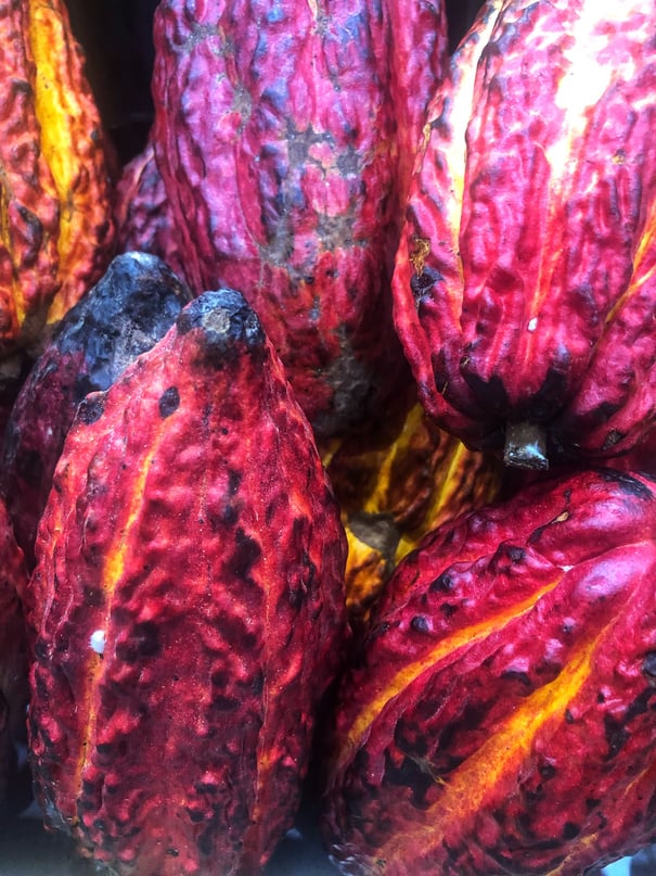 Cacau fruit